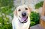 avatar_LaBrada DOr